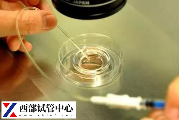 4ab囊胚內(nèi)細(xì)胞團(tuán)數(shù)目更多