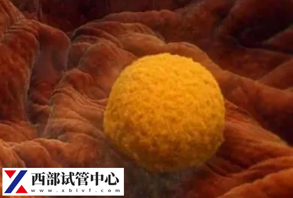 胚胎移植后一周左右會(huì)成功著床
