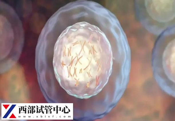 鮮胚移植成功后可能會輕微出血