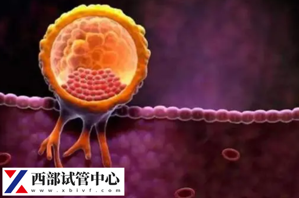 胚胎著床成功后會(huì)分泌hcg