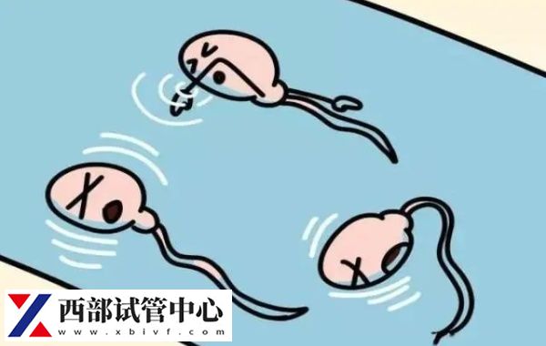 將精液樣本放置在顯微鏡下觀察